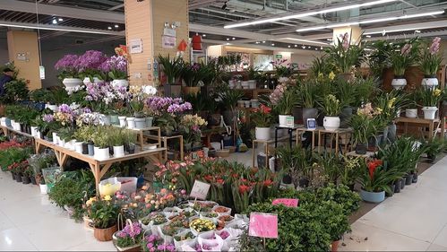 實(shí)探即將閉店的花卉市場 市民趁商家甩賣，提前購置春節(jié)用品花卉
