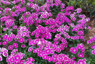 園丁花卉節(jié) 花樣過年，我們一起‘沾花惹草’